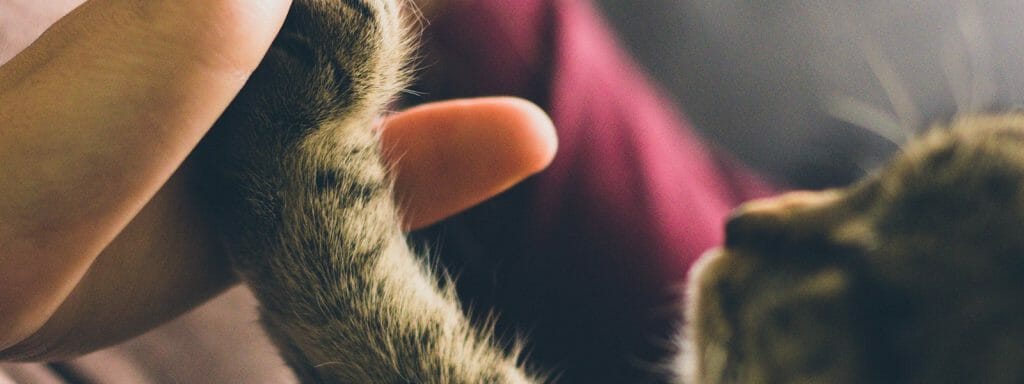 crazy cat lady syndrome