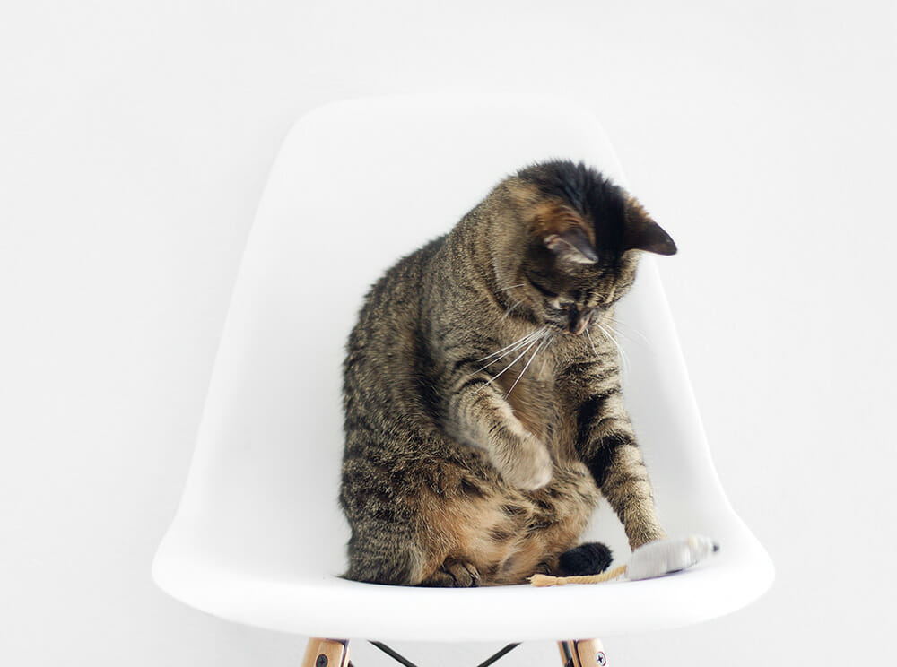 “crazy cat lady” syndrome