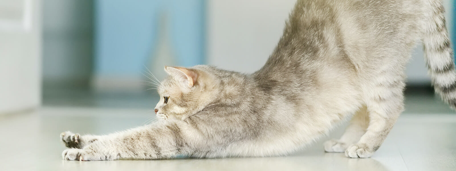 Crazy Cat Lady – The Cat Fights Back!