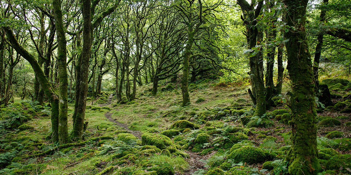 Latest Miracle Medicine is Free