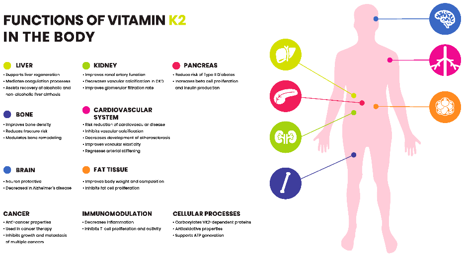 The Bone - Vasculature Axis and the role of Vitamin K