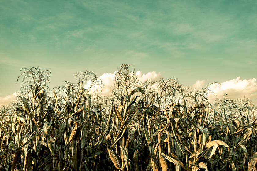 How a Changing Climate Impacts the Nutritional Value of Food