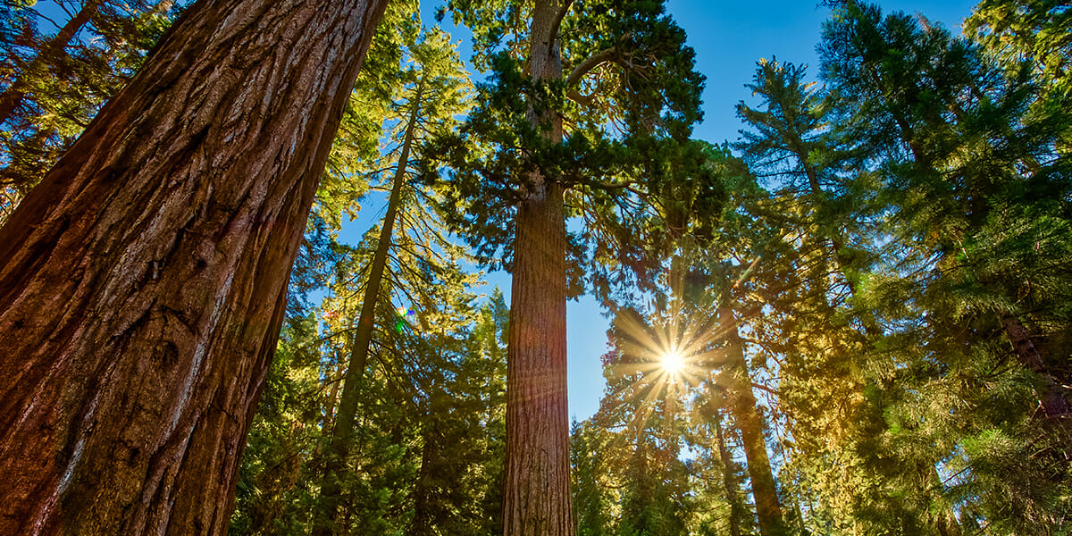 Immunosenescence and how to manage it