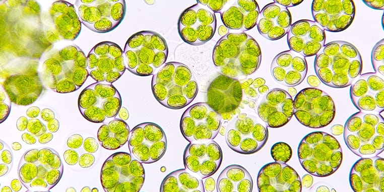 Inhibit Il-11 and live longer?