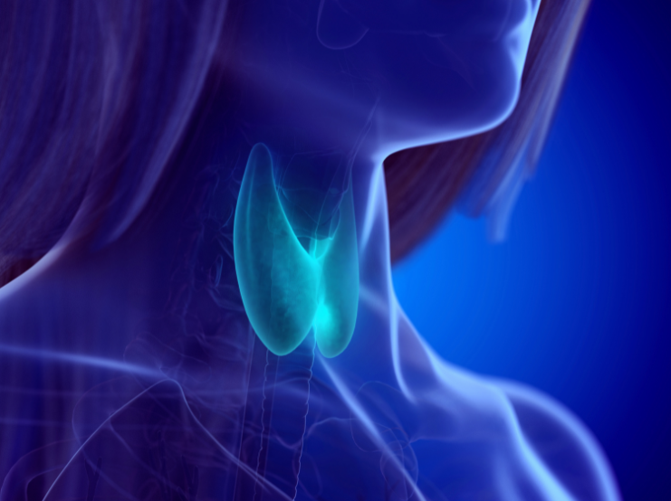 Thyroid Health Through a Whole‑Systems Lens