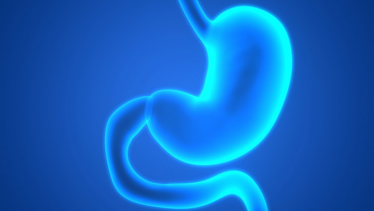 Illustration of the stomach highlighting digestive health and reflux support
