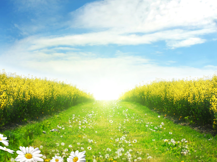 Image of a beautiful landscape – green grass and trees surrounding