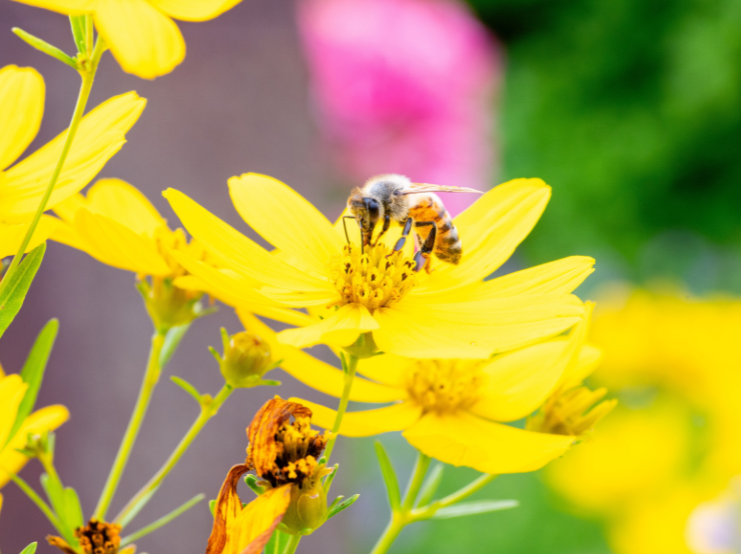 A bee on a yellow flower collecting pollen
