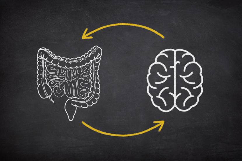Illustration of the gut-brain connection showing communication between the digestive system and brain health